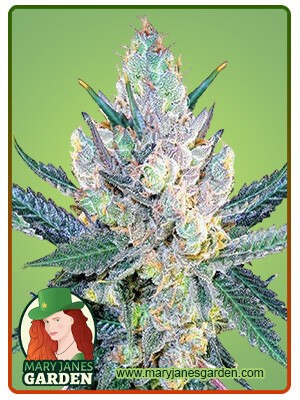 Blue Cheese Strain Feminized Cannabis Seeds