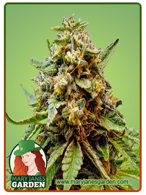 Killer Lemonade Strain Fast Version Marijuana Seeds