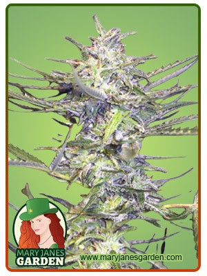 Grape Drink Strain Autoflowering Feminized Marijuana Seeds