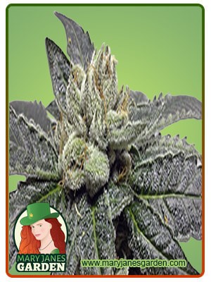 Jungle Juice Autoflowering Marijuana Seeds