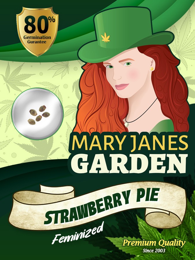 Strawberry Pie Strain Feminized Marijuana Seeds
