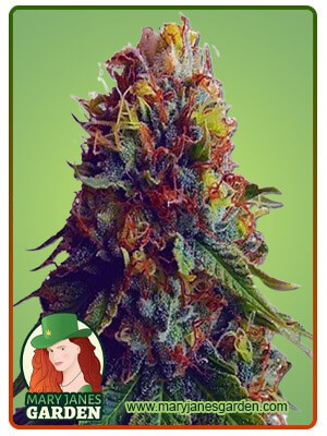 Green Goblin Strain Feminized Marijuana Seeds