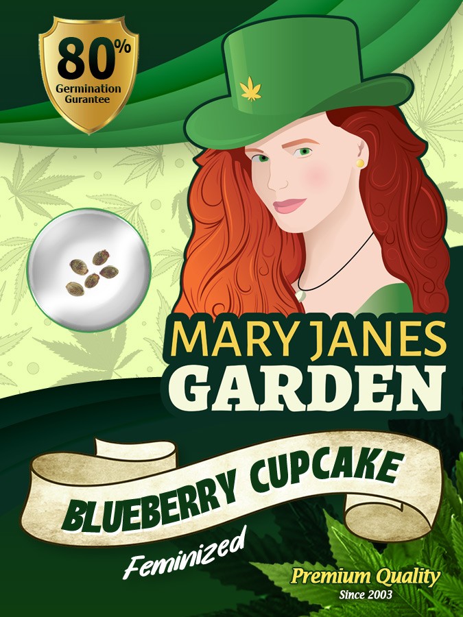 Blueberry Cupcake Strain Feminized Marijuana Seeds