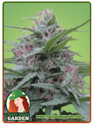 Panama Strain Feminized Marijuana Seeds