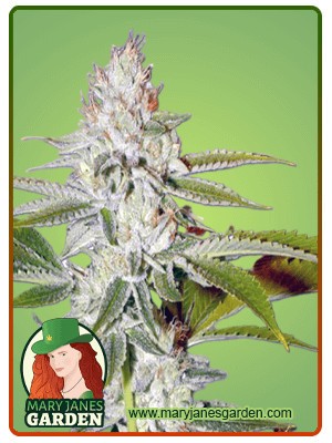 Hellfire OG Strain Feminized Marijuana Seeds