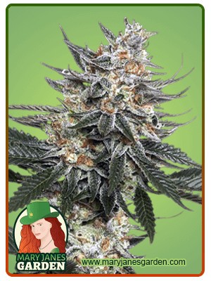 Tangie Strain Feminized Marijuana Seeds
