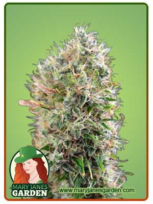 King’s Kush Autoflowering Feminized Marijuana Seeds