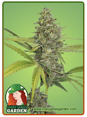 G13 Strain Feminized Marijuana Seeds