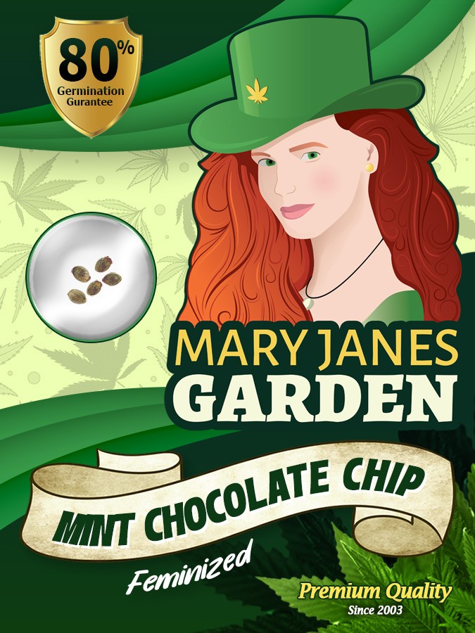 Mint Chocolate Chip Strain Feminized Marijuana Seeds