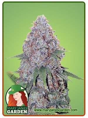 Candy Haze Feminized Marijuana Seeds