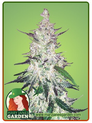CBD Diesel Marijuana Seeds