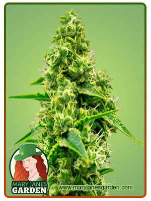 CBD Jack Herer Strain Autoflowering Marijuana Seeds