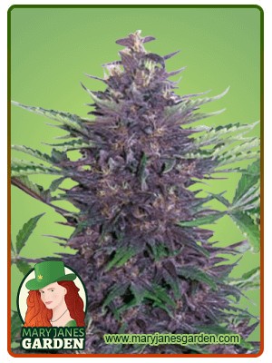 Purple Kush Autoflowering Feminized Marijuana Seeds