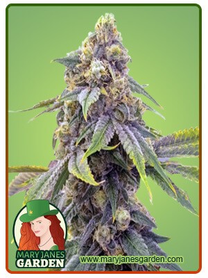 Alien OG Strain Feminized Marijuana Seeds