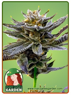 Blueberry Strain Autoflowering Feminized Marijuana Seeds