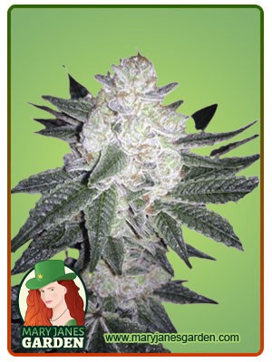 Black Gorilla Strain Feminized Marijuana Seeds