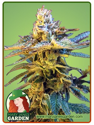 Grandaddy Black Strain Feminized Marijuana Seeds