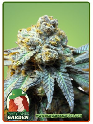 Elephant Strain Autoflowering Feminized Marijuana Seeds