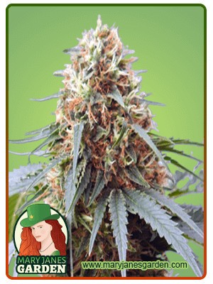 Northern Lights #10 Strain Feminized Marijuana Seeds