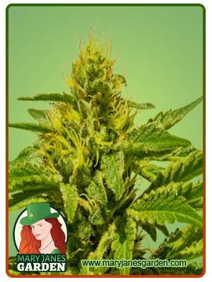 Cataract Kush Feminized Marijuana Seeds