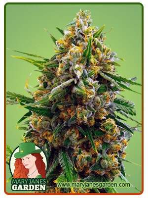 Blue Head Band Strain Feminized Marijuana Seeds