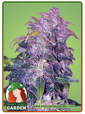 Space Cookies Strain Autoflowering Feminized Marijuana Seeds