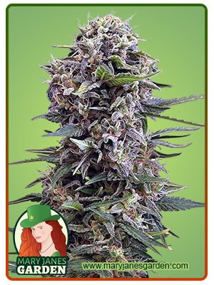 Cheese Strain Autoflowering Feminized Marijuana Seeds