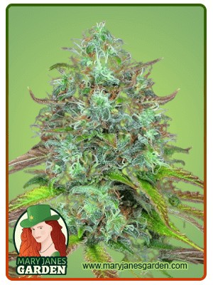 LSD Strain Autoflowering Feminized Marijuana Seeds