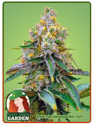 Critical 47 Strain Feminized Marijuana Seeds