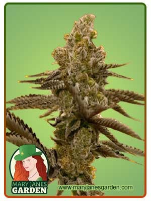 LSD Strain Feminized Marijuana Seeds