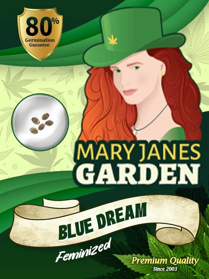 Blue Dream Strain Feminized Marijuana Seeds