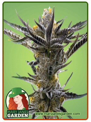 Shiskaberry Kush Feminized Marijuana Seeds