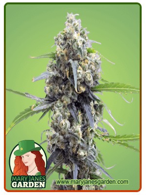 Lowryder Strain Autoflowering Feminized Marijuana Seeds