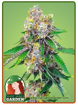 Cream Strain Autoflowering Feminized Marijuana Seeds