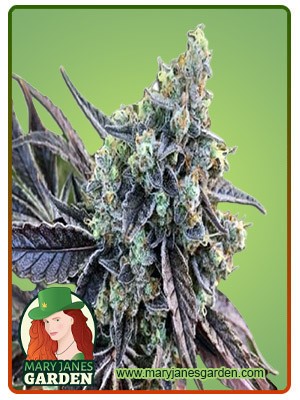 Cookie Dog Strain Autoflowering Feminized Marijuana Seeds