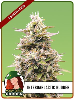 InterGarlactic Budder Strain Feminized Marijuana Seeds