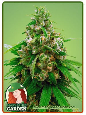 Critical Widow Strain Feminized Marijuana Seeds