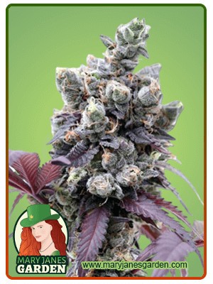 Purple Gelato Strain Feminized Marijuana Seeds