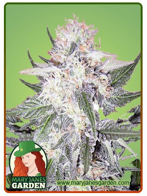 Purple Haze Feminized Marijuana Seeds