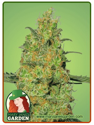 Original Cheese Strain Feminized Marijuana Seeds