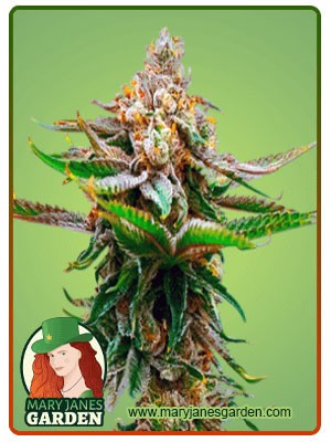 Strawberry Strain Feminized Marijuana Seeds