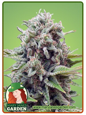 Gravity Strain Autoflowering Feminized Marijuana Seeds