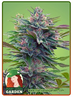 Lavender Strain Feminized Marijuana Seeds