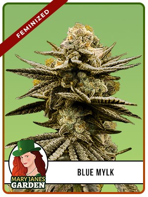 Blue Mylk Strain Feminized Marijuana Seeds