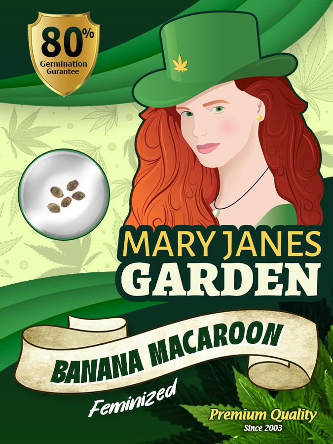 Banana Macaroon Strain Feminized Marijuana Seeds