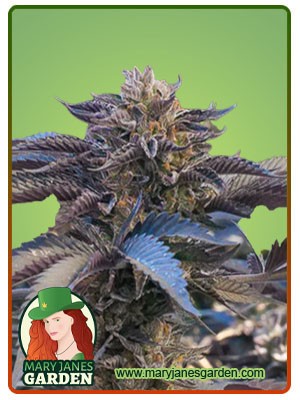 Chocolate Gelato Strain Feminized Marijuana Seeds