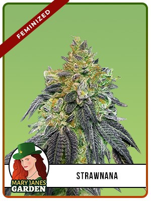Strawnana Strain Feminized Marijuana Seeds