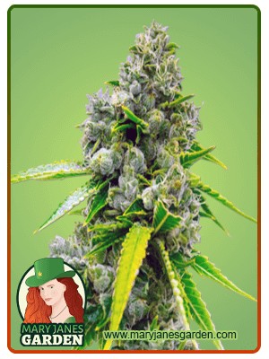 NYC Diesel Strain Autoflowering Feminized Marijuana Seeds