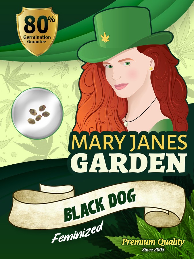 Black Dog Strain Feminized Marijuana Seeds
