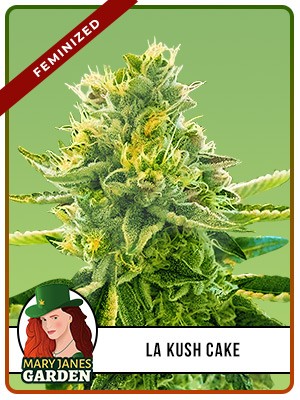 La Kush Cake Feminized Marijuana Seeds